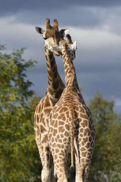 giraf03