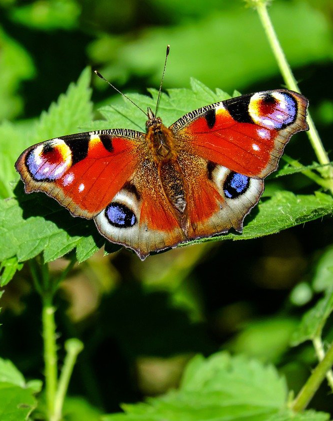 vlinder01